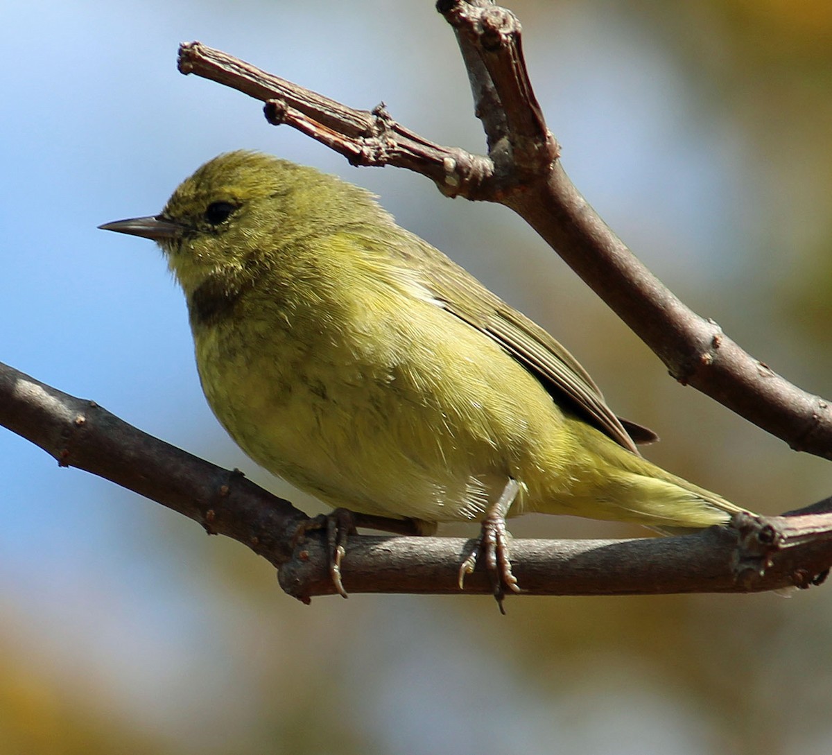 Orange-crowned Warbler - ML632170896