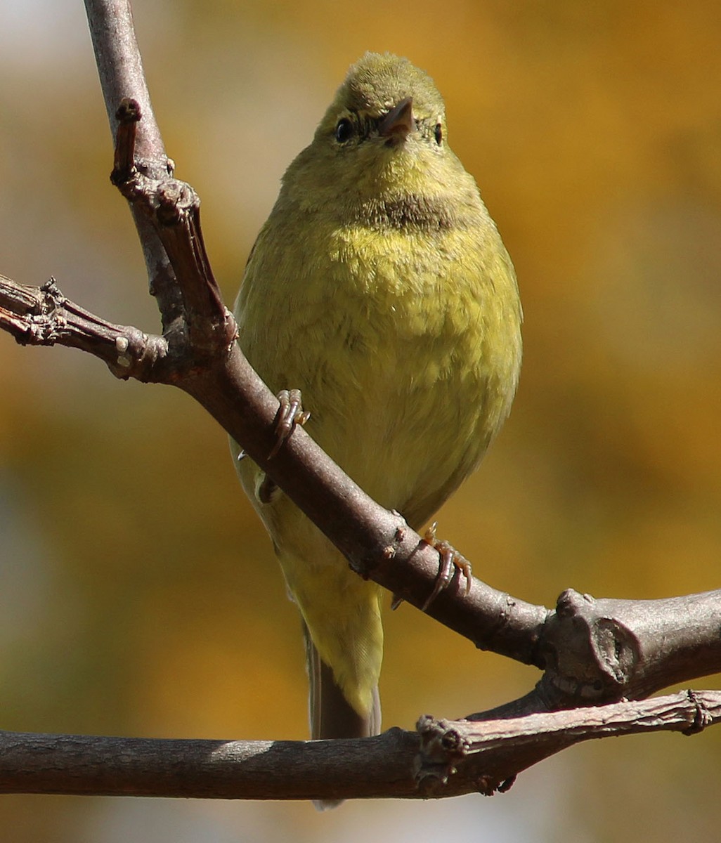 Orange-crowned Warbler - ML632170897