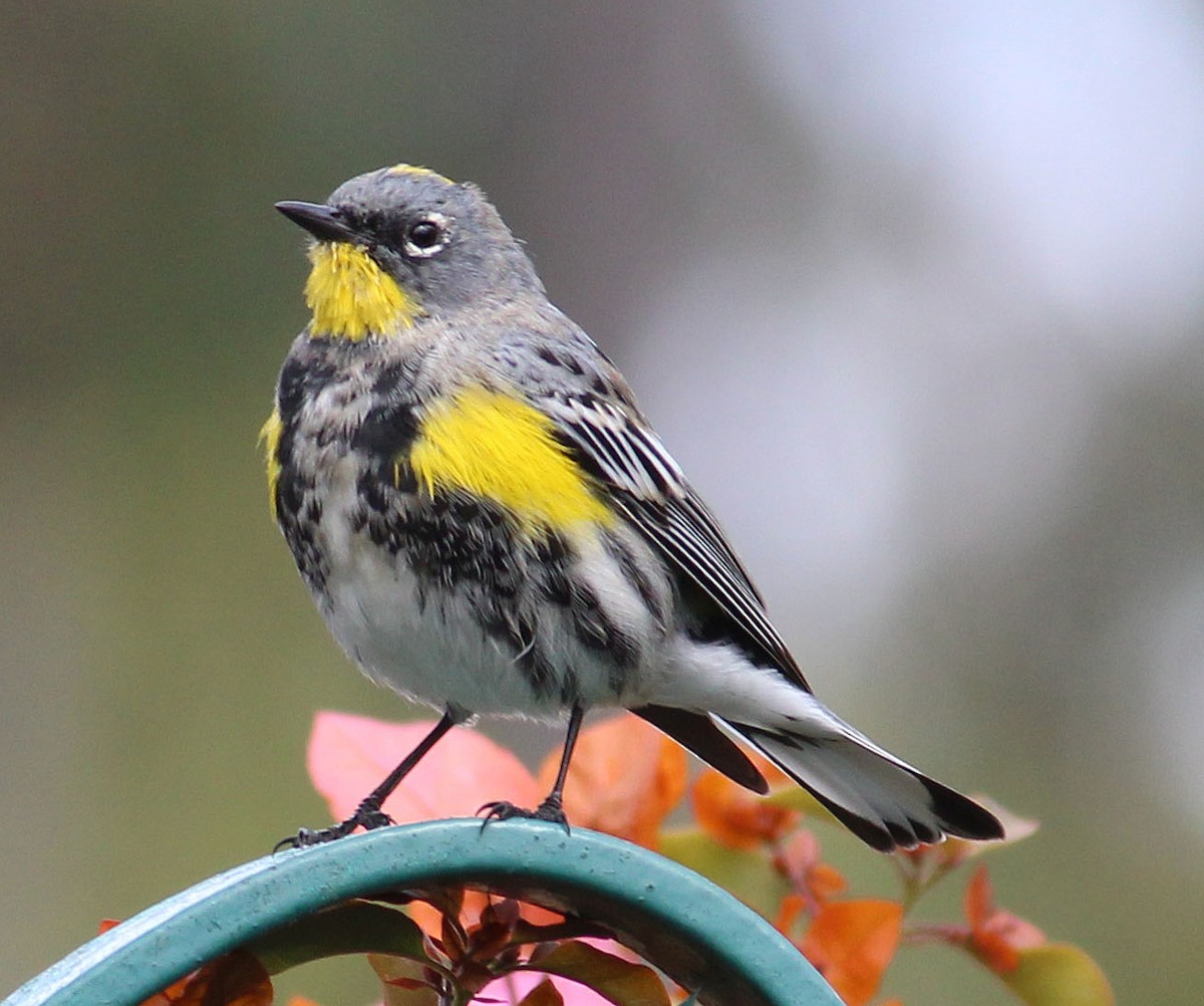 Yellow-rumped Warbler - ML632170912