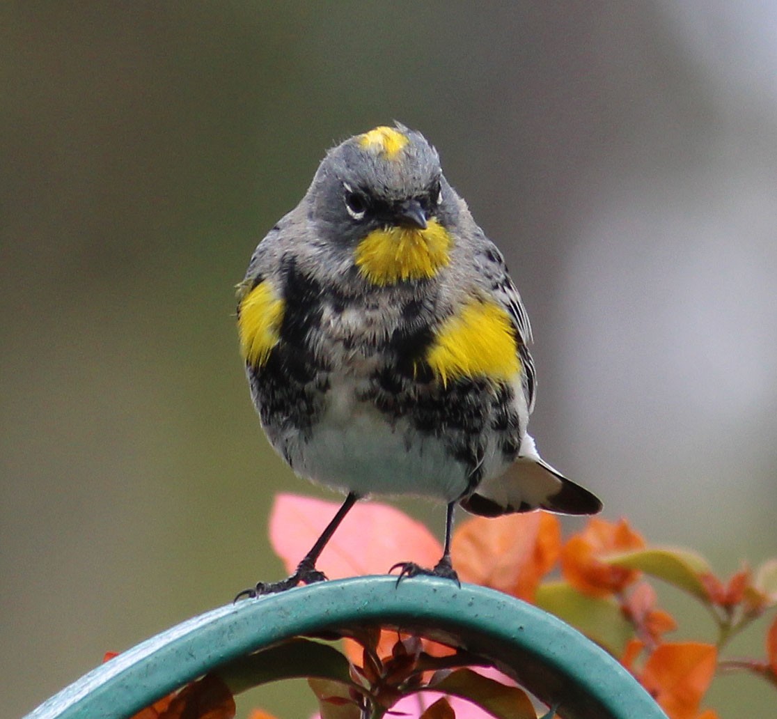 Yellow-rumped Warbler - ML632170913
