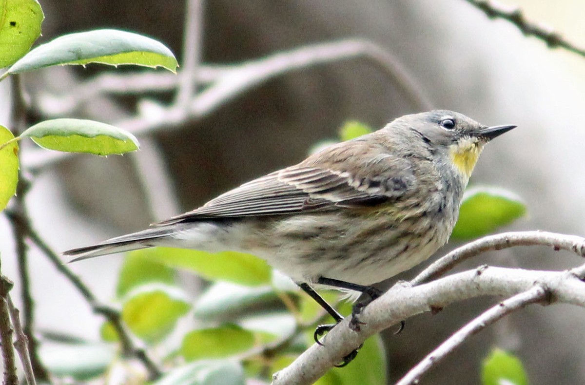 Yellow-rumped Warbler - ML632170914