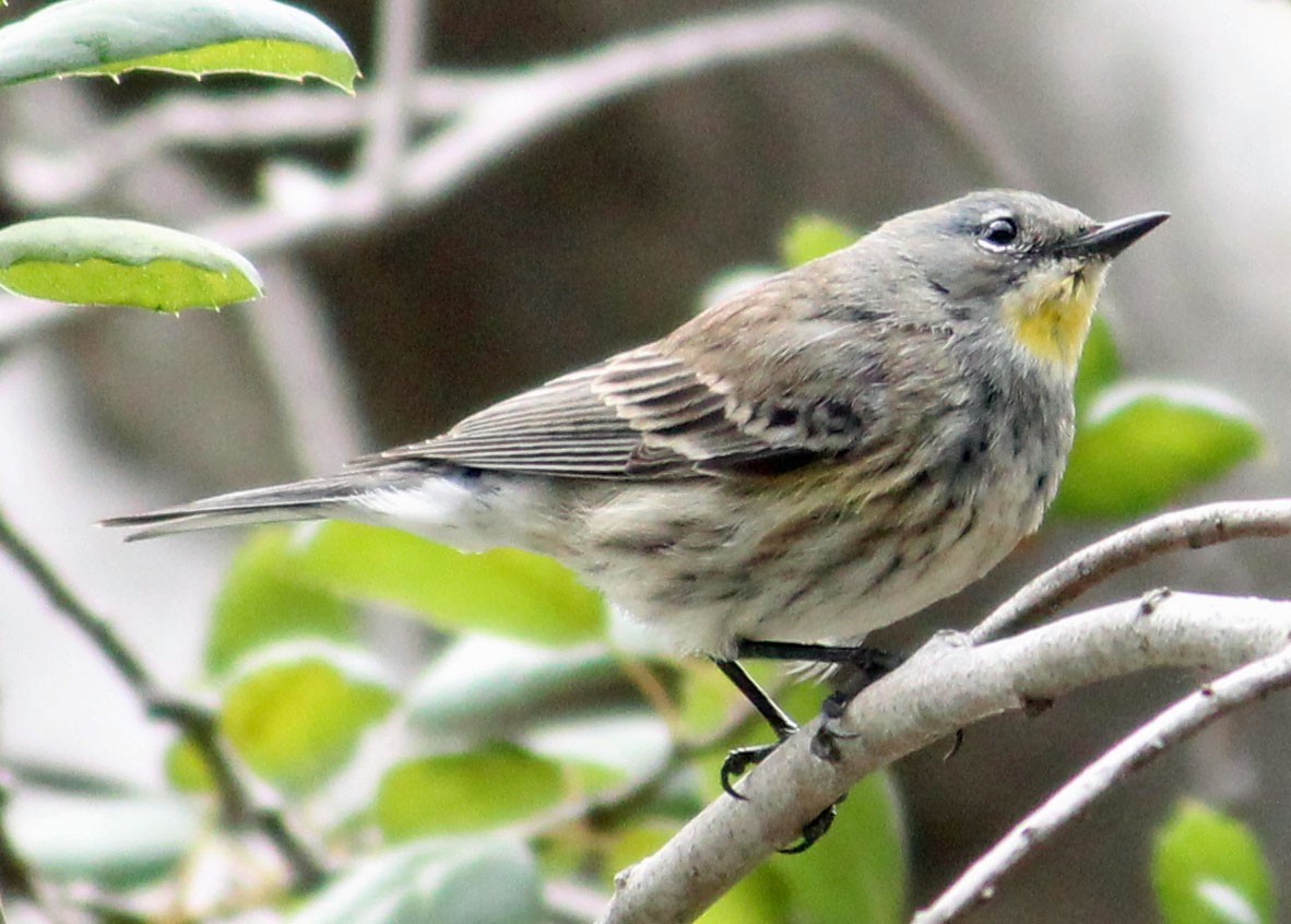 Yellow-rumped Warbler - ML632170915