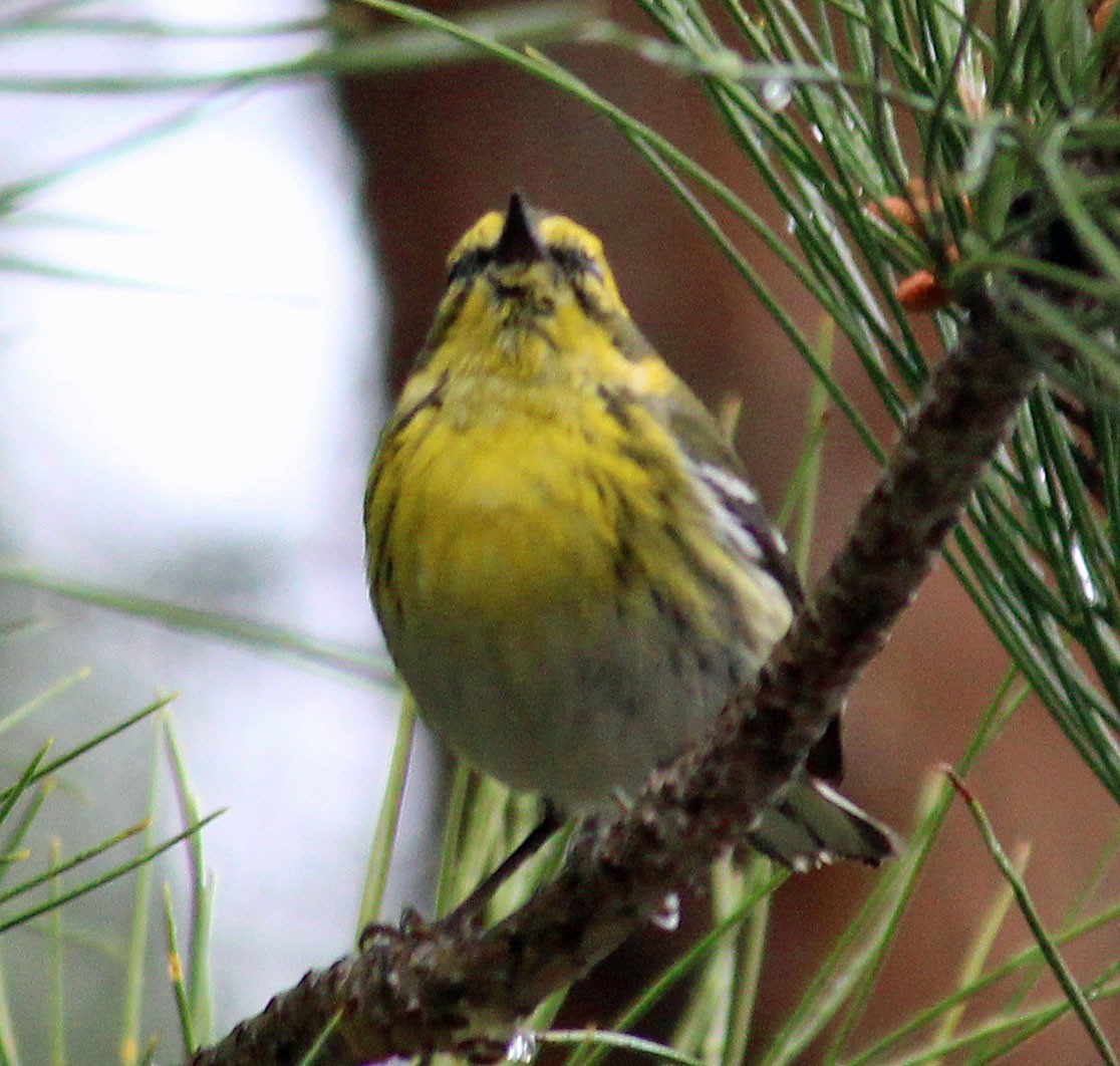 Townsend's Warbler - ML632170928