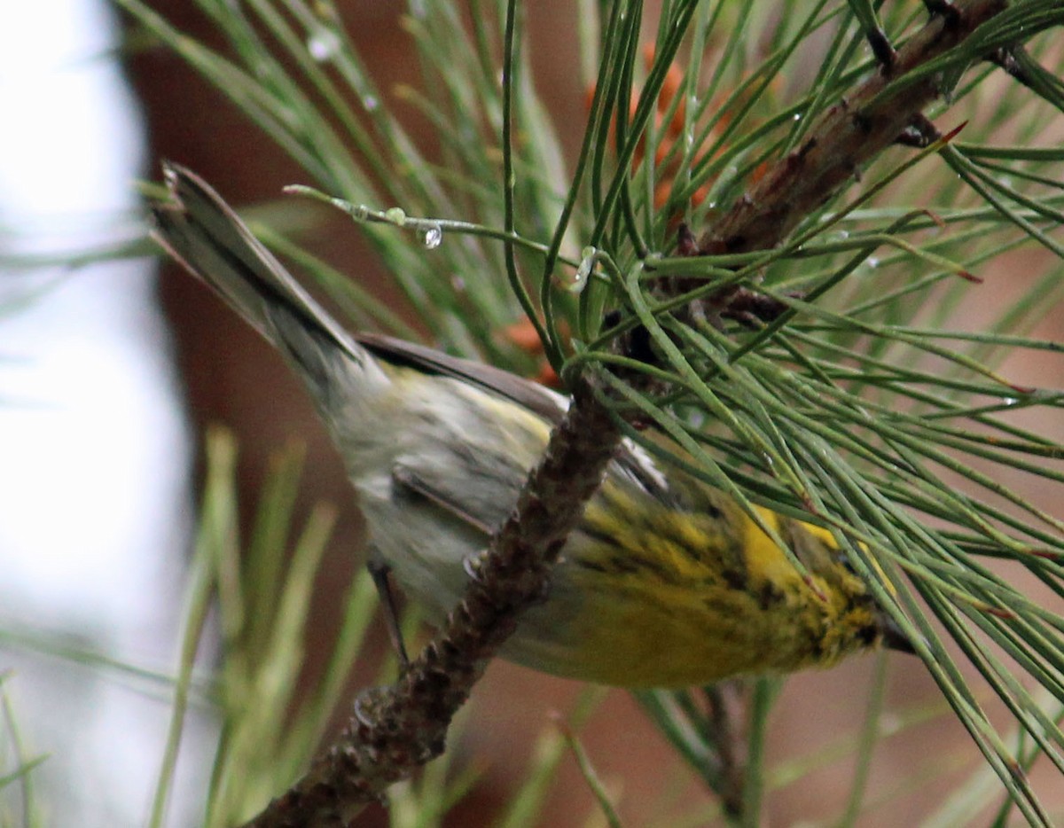 Townsend's Warbler - ML632170929