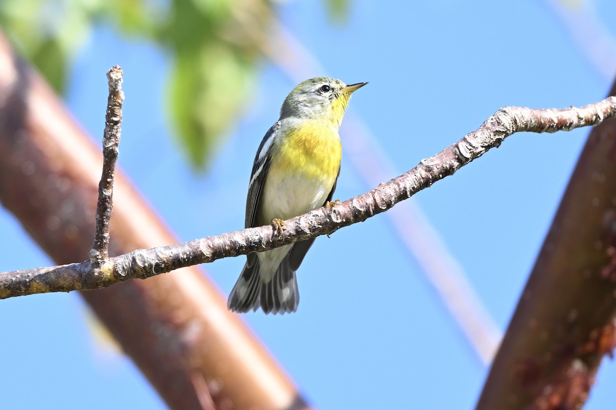 Northern Parula - ML632171165