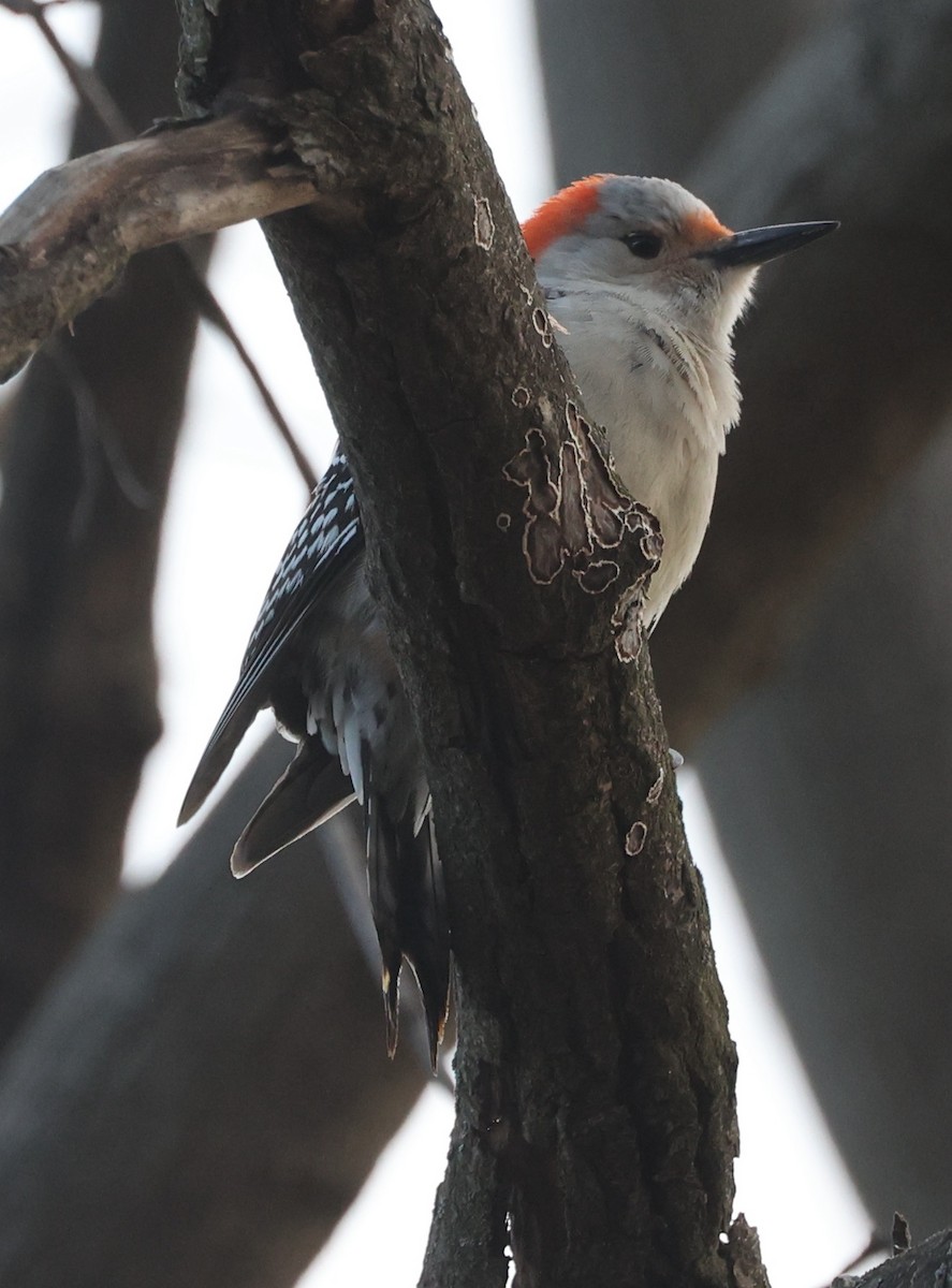 Red-bellied Woodpecker - ML632171178