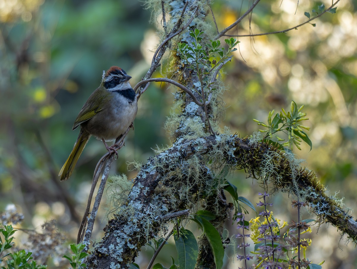 Collared Towhee - ML632171181