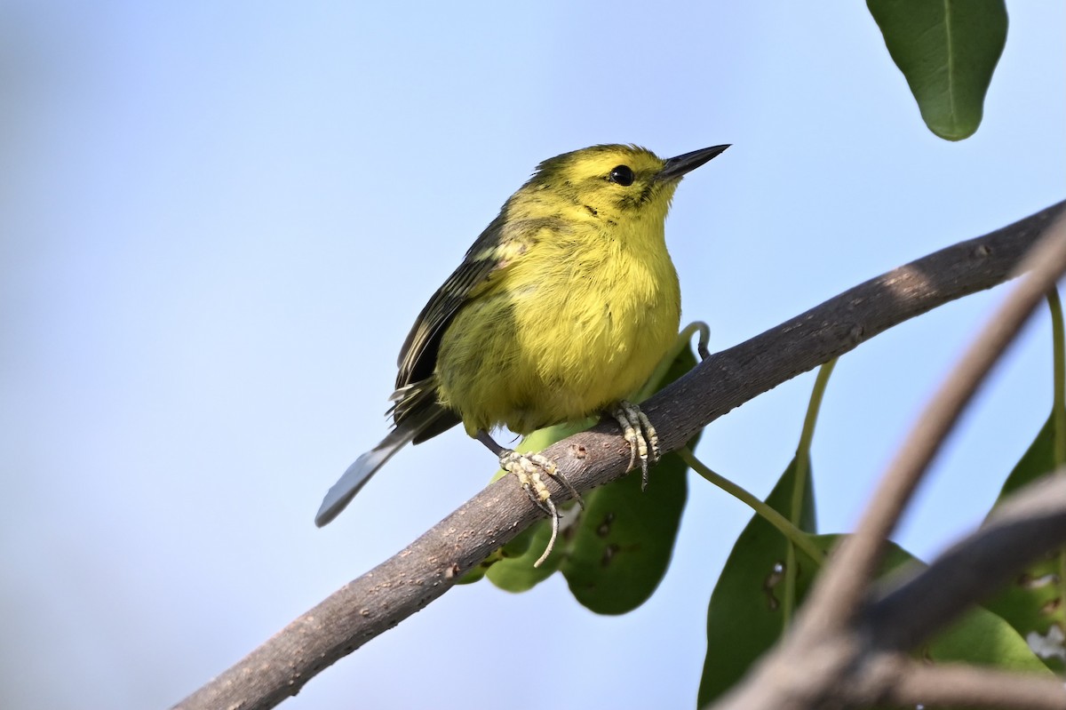 Vitelline Warbler - ML632171213