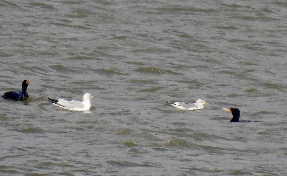 Short-billed Gull - ML632171331