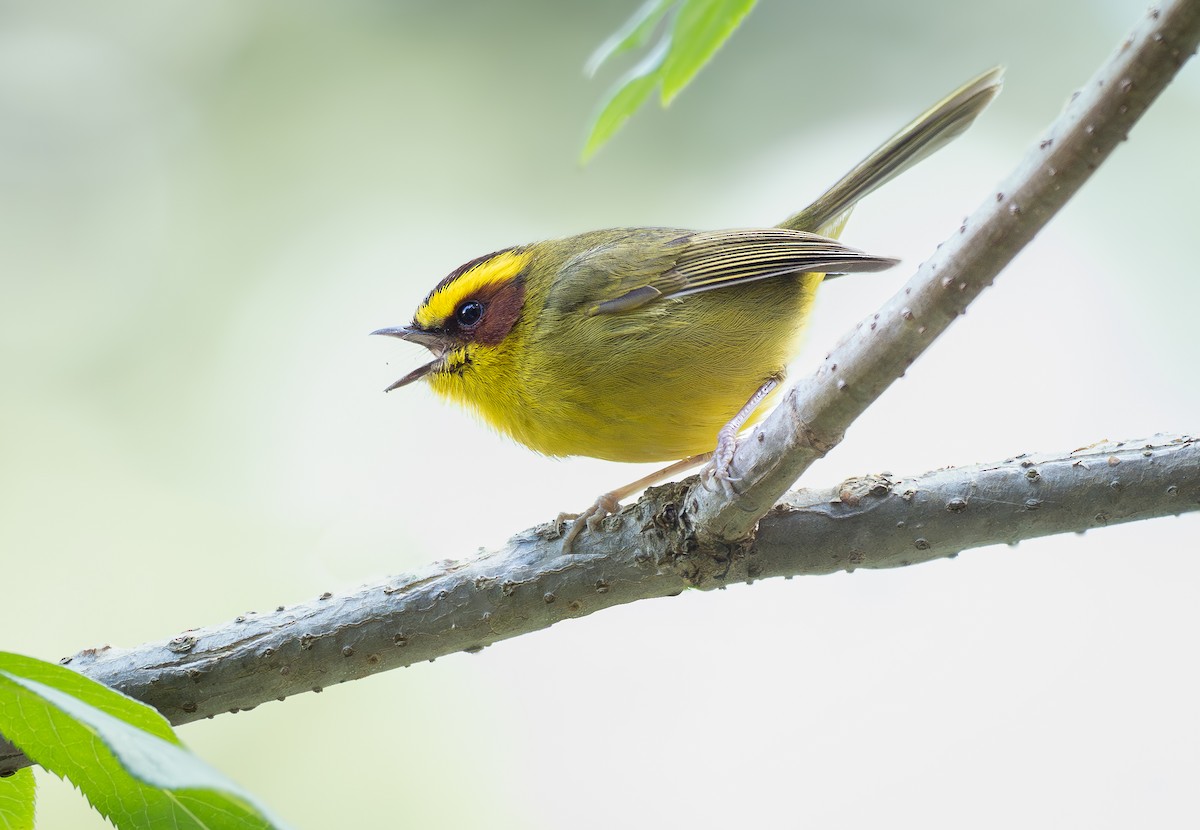 キンマユアメリカムシクイ - ML632171387