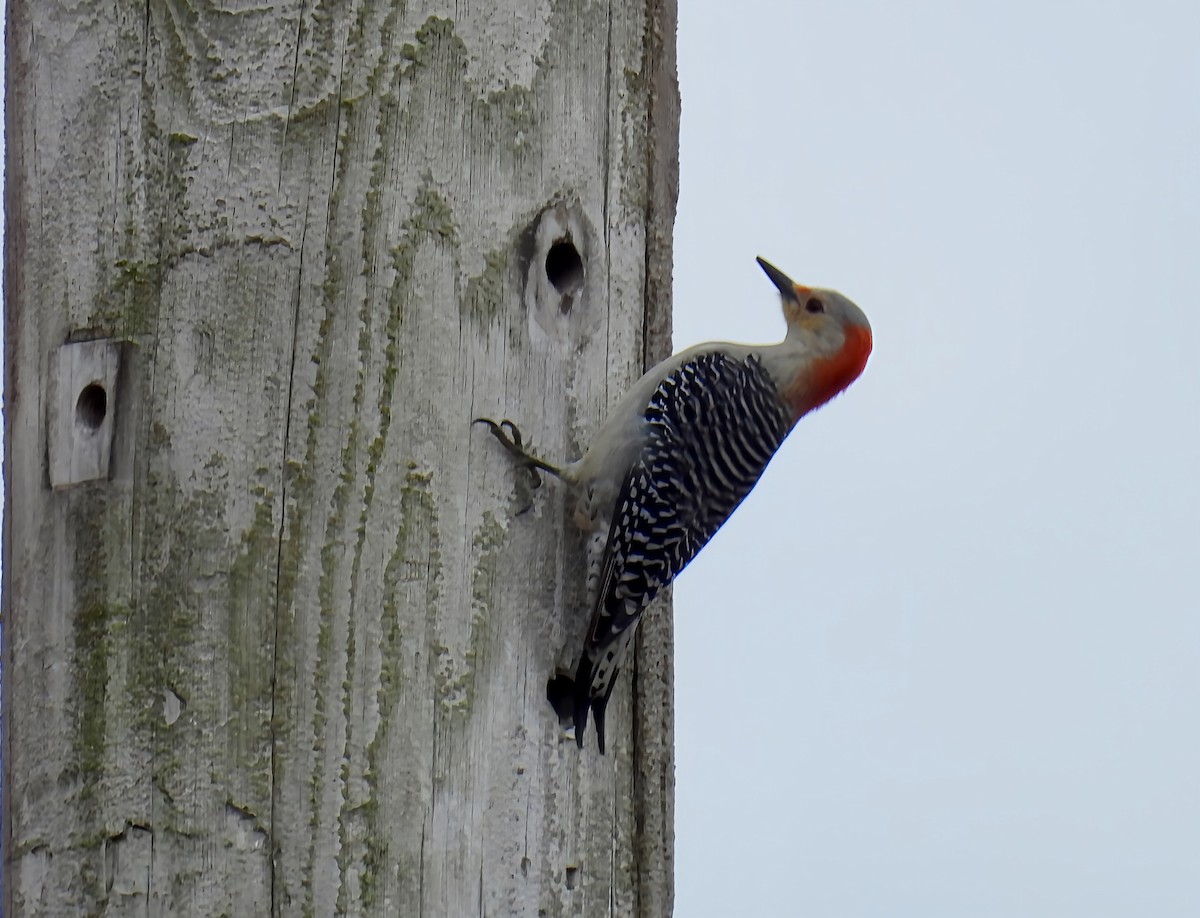 Red-bellied Woodpecker - ML632171388