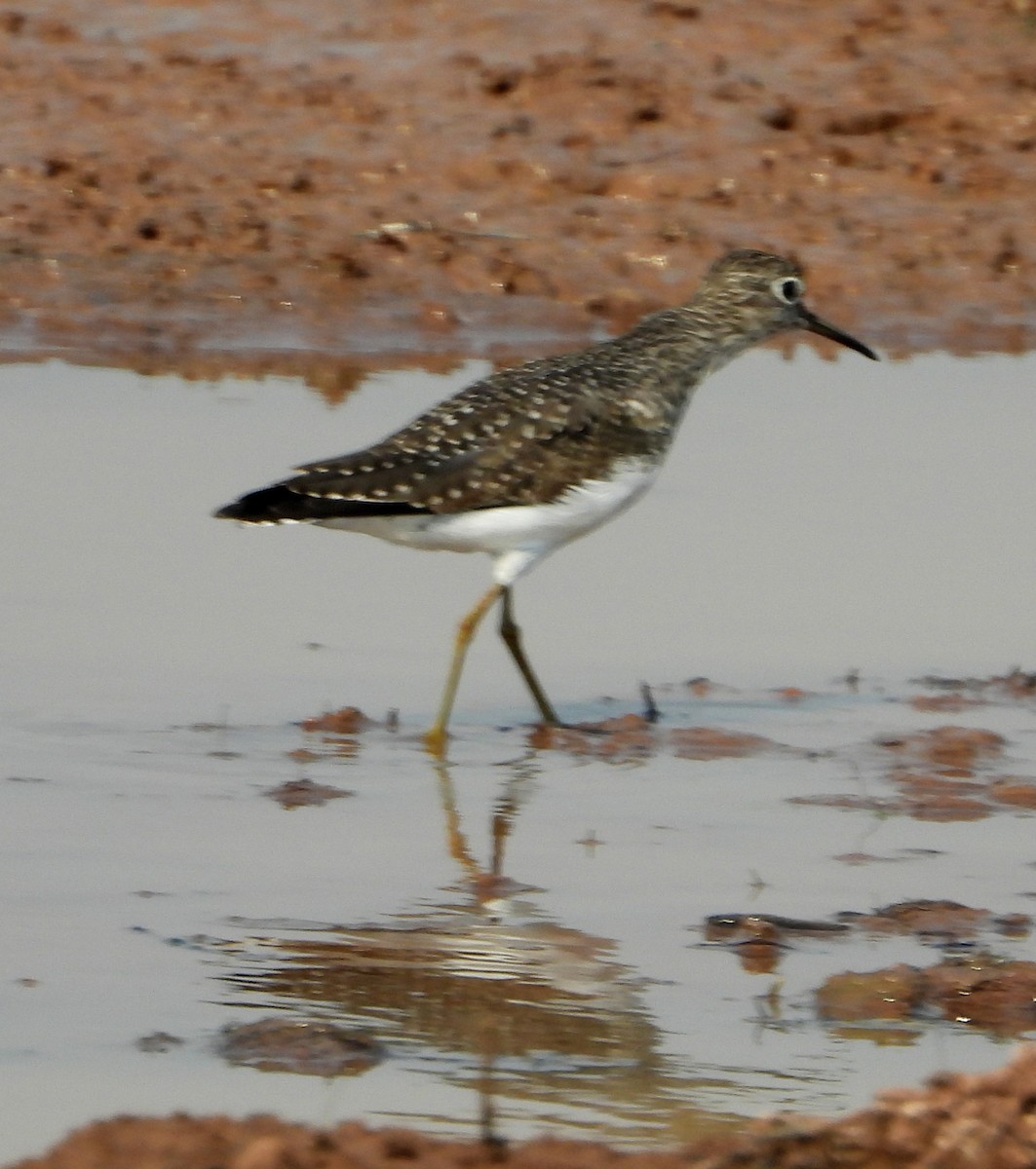 Einsiedelwasserläufer - ML632171561