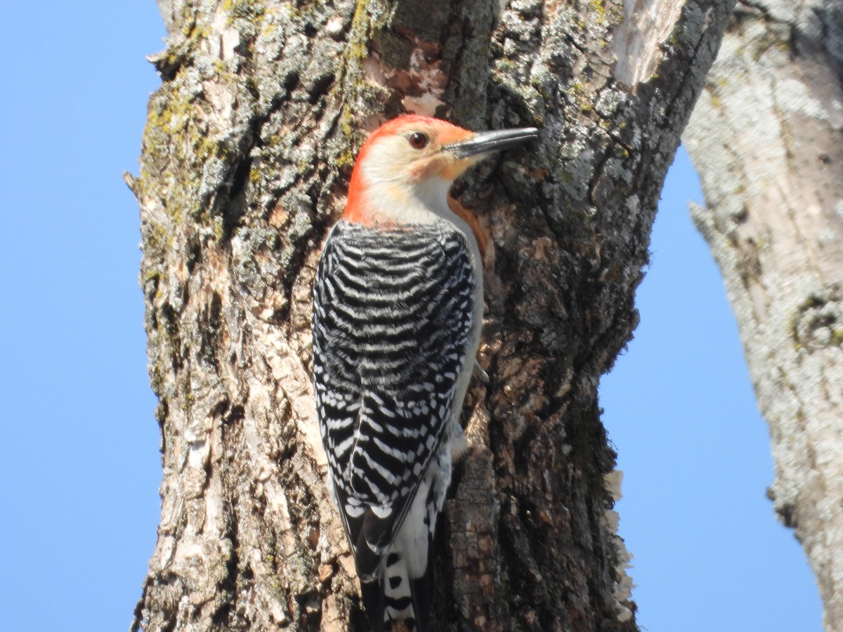 Red-bellied Woodpecker - ML632171576