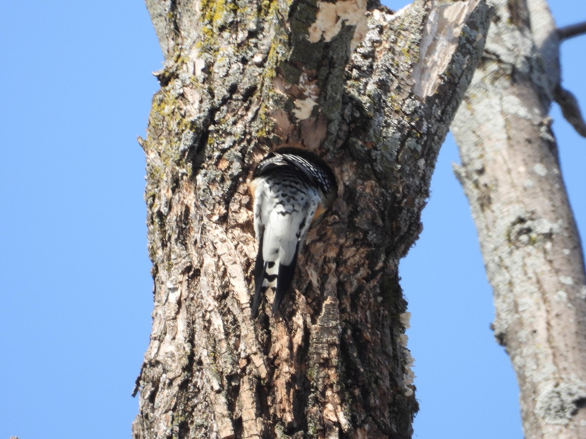 Red-bellied Woodpecker - ML632171577