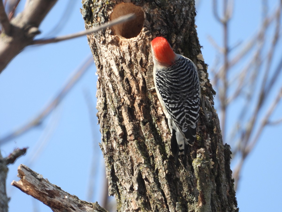 Red-bellied Woodpecker - ML632171578