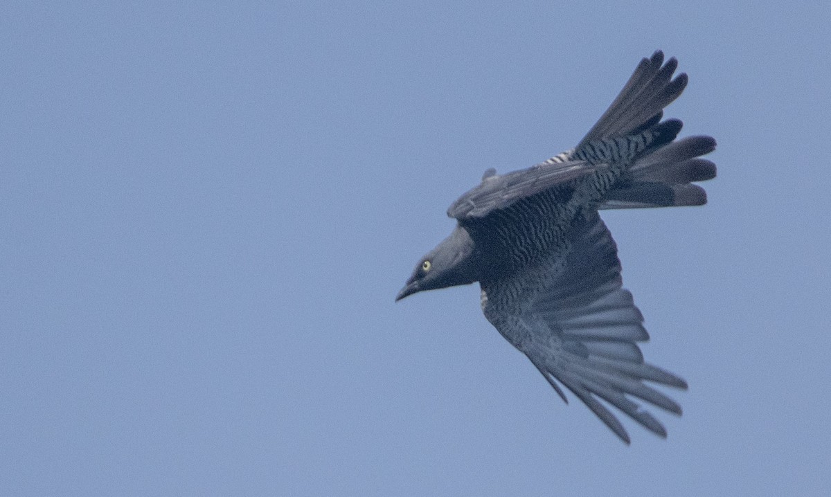Barred Cuckooshrike - ML632171608