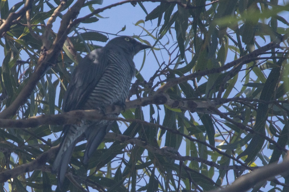 Barred Cuckooshrike - ML632171609