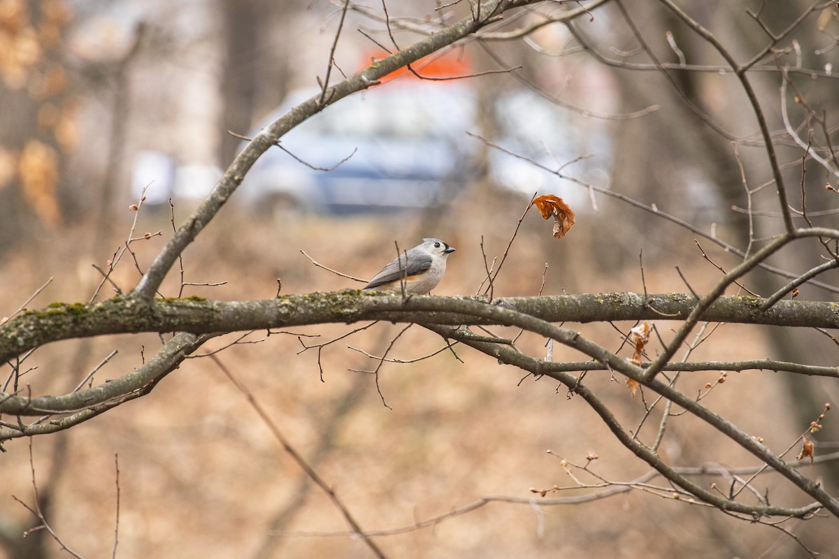 Tufted Titmouse - ML632171698