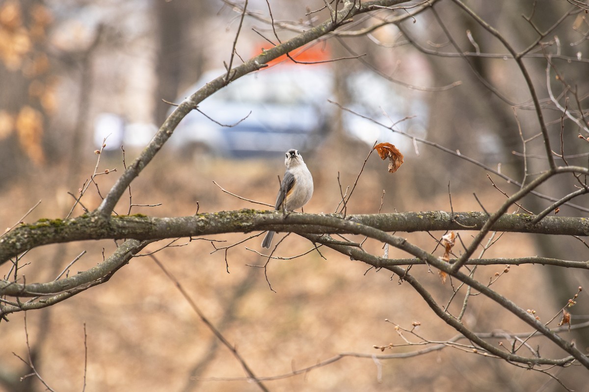 Tufted Titmouse - ML632171699