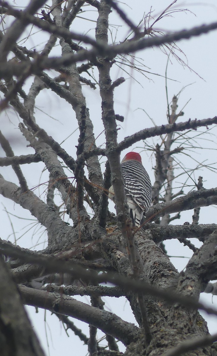 Red-bellied Woodpecker - ML632171702