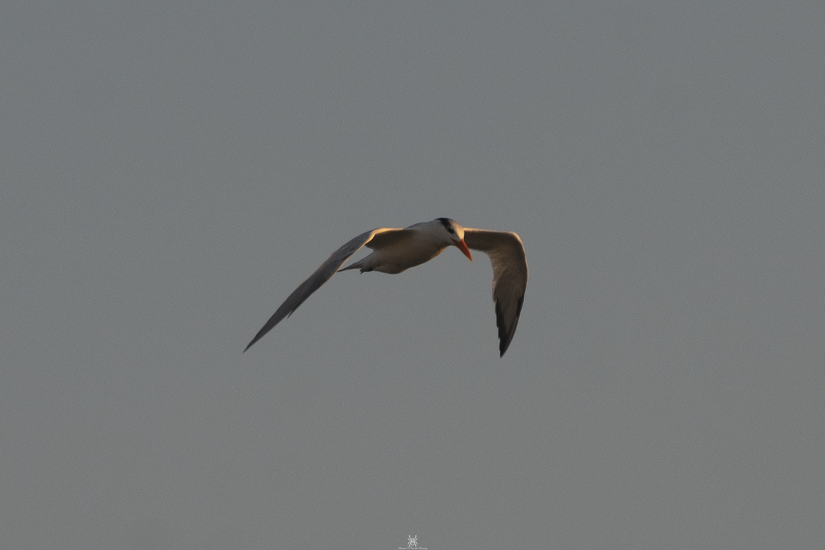 Royal Tern - ML632172031