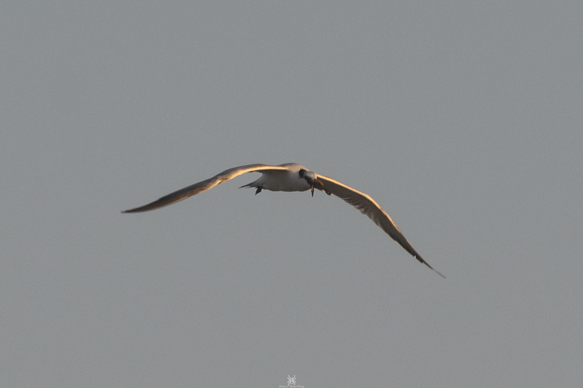 Royal Tern - ML632172032