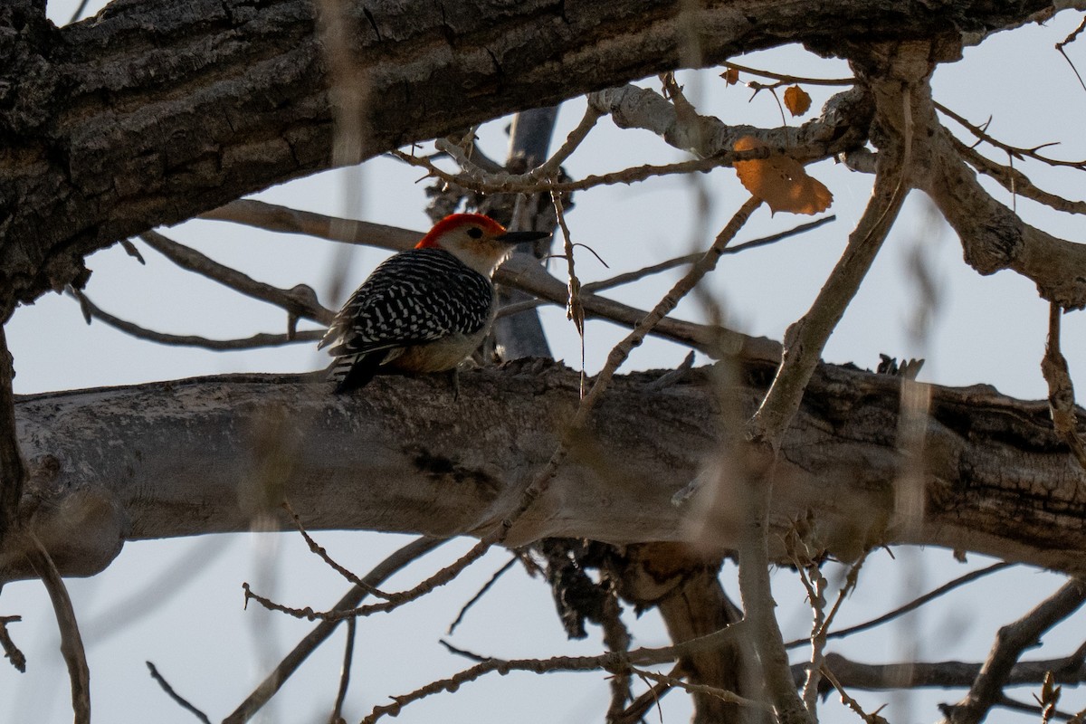 Red-bellied Woodpecker - ML632172127