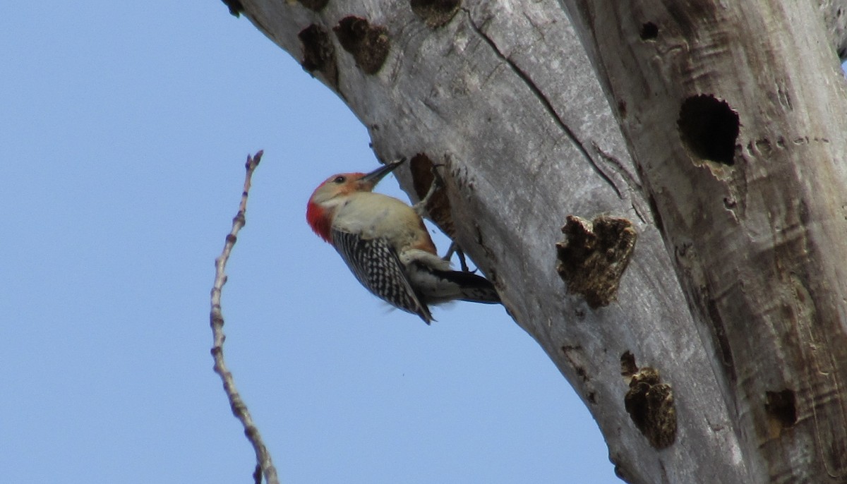 Red-bellied Woodpecker - ML632172328