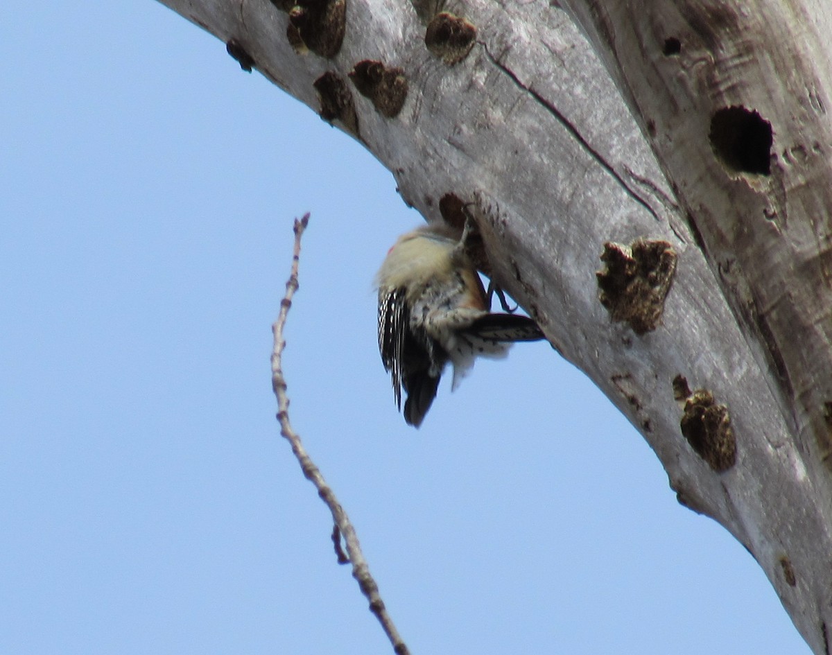 Red-bellied Woodpecker - ML632172336