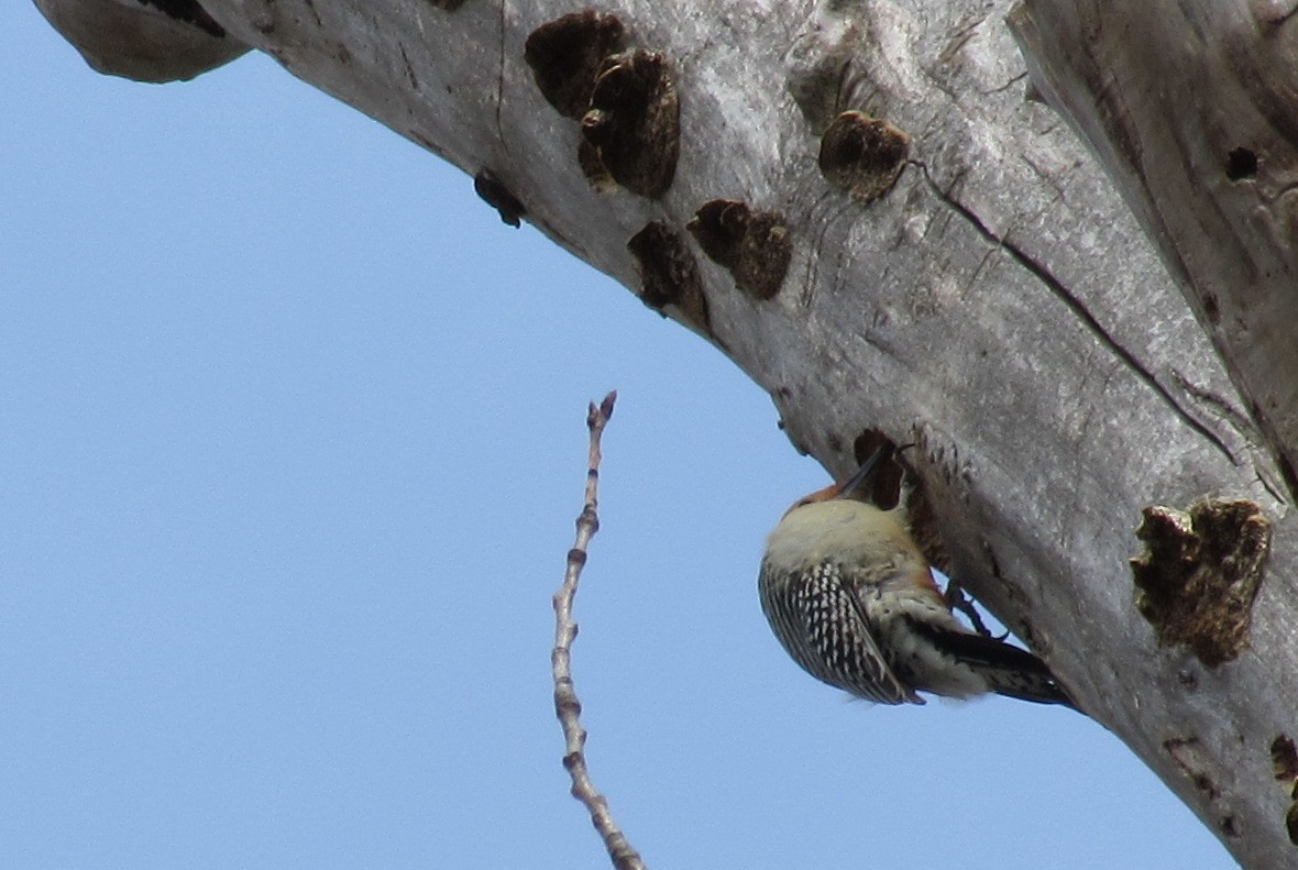 Red-bellied Woodpecker - ML632172364