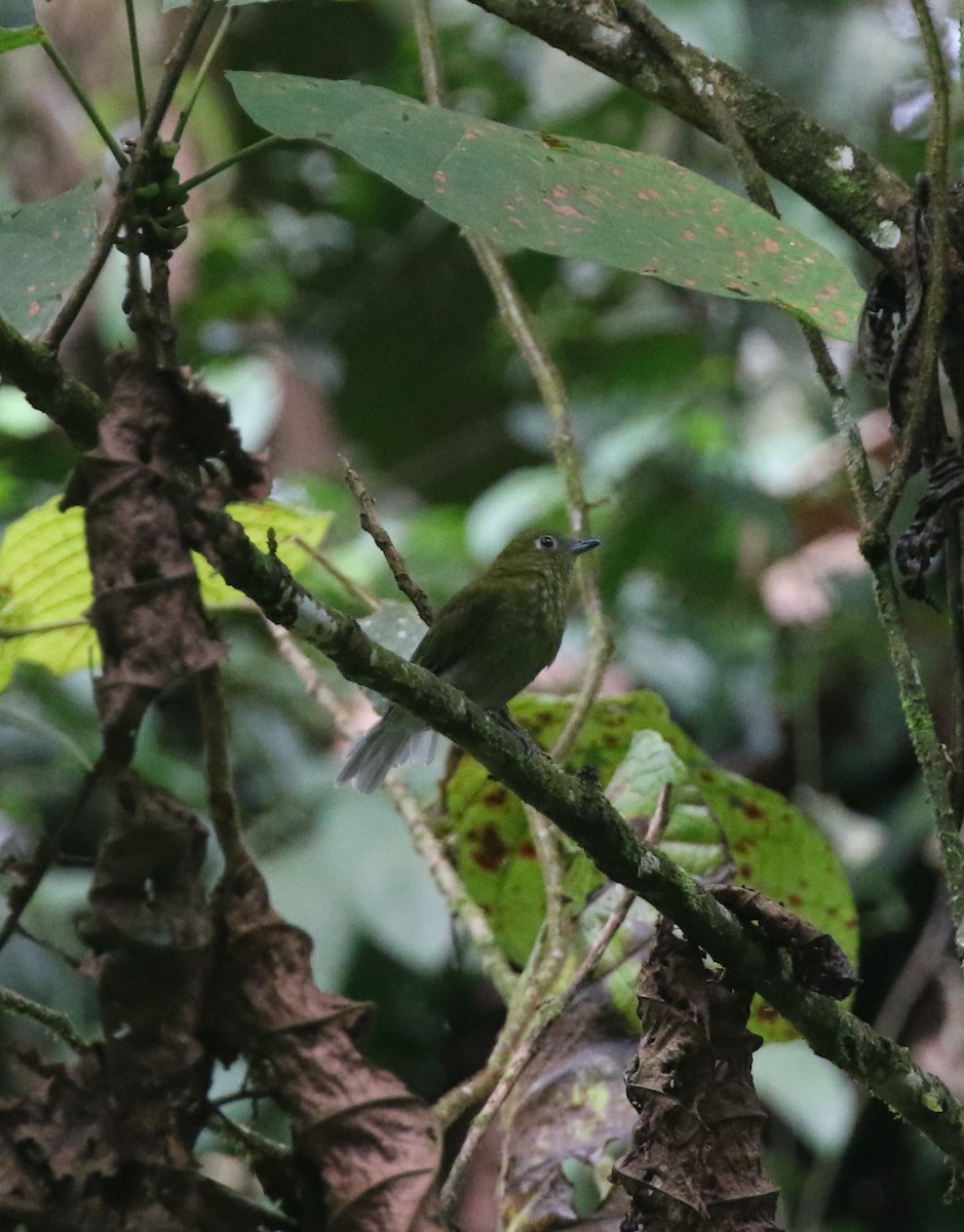 Gray-tailed Piha - ML632172494