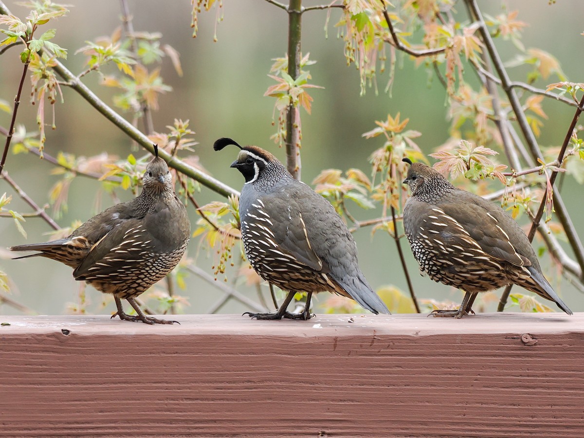 California Quail - ML632172577