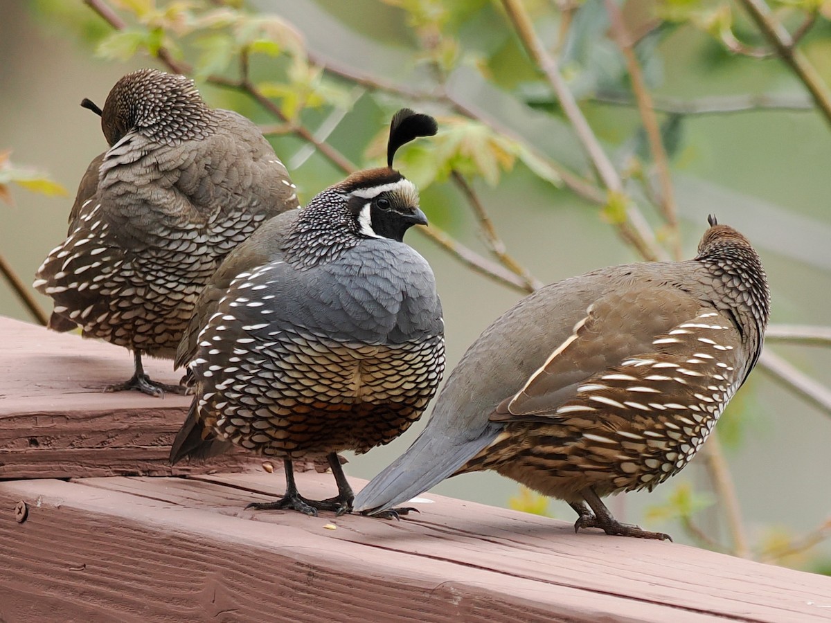 California Quail - ML632172578