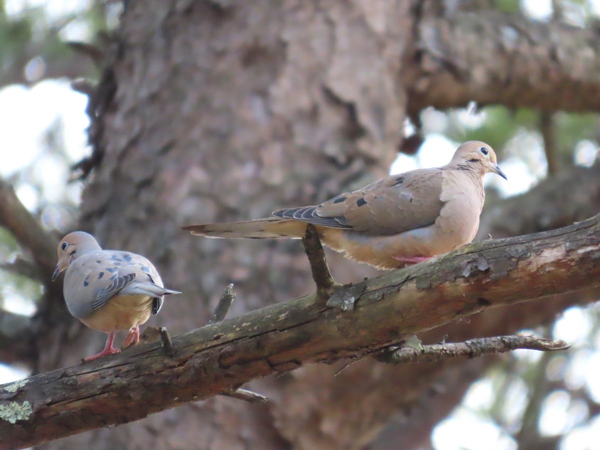 Mourning Dove - ML632172587