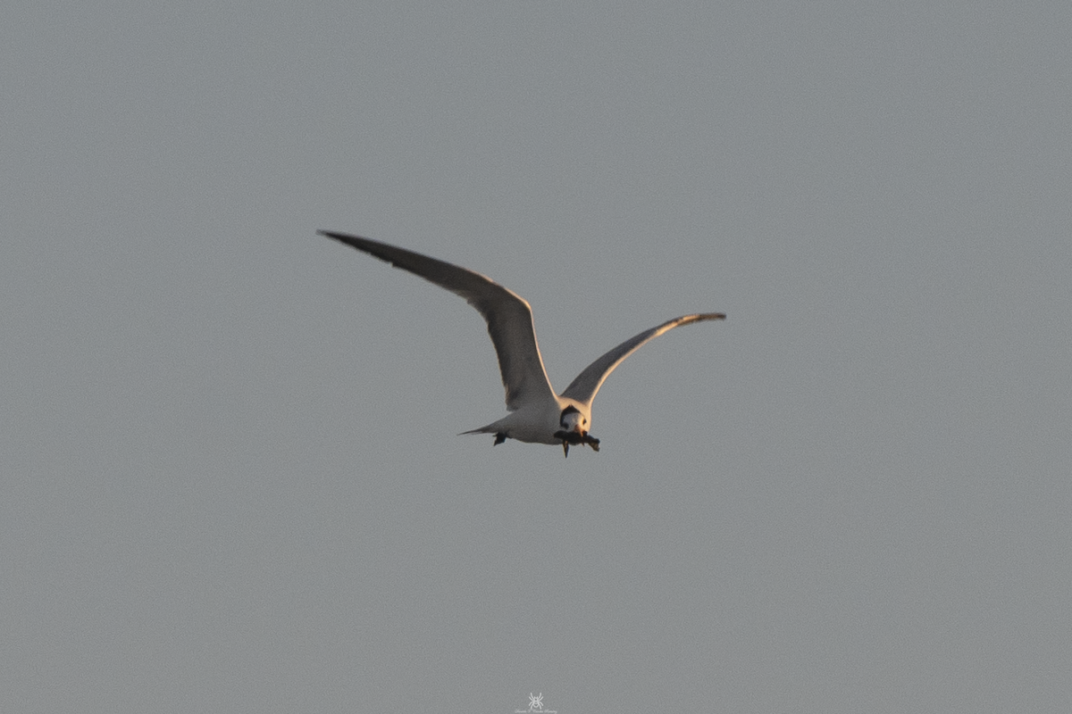 Royal Tern - ML632172724