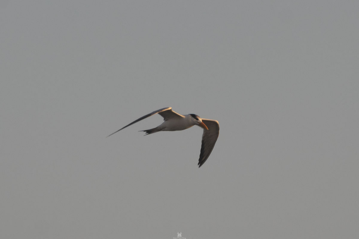 Royal Tern - ML632172725