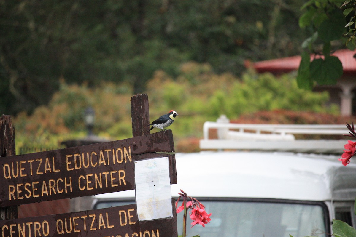 Acorn Woodpecker - ML632172909