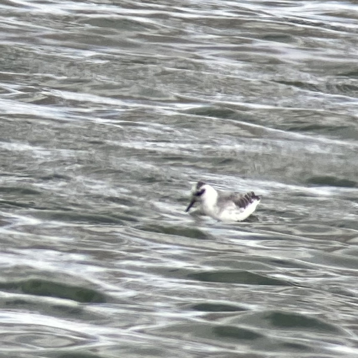 lyskonoh ploskozobý - ML632172928