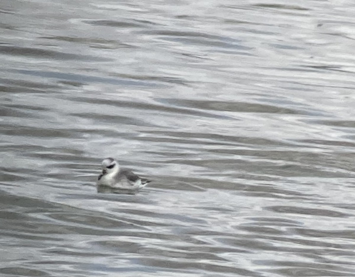 lyskonoh ploskozobý - ML632172929