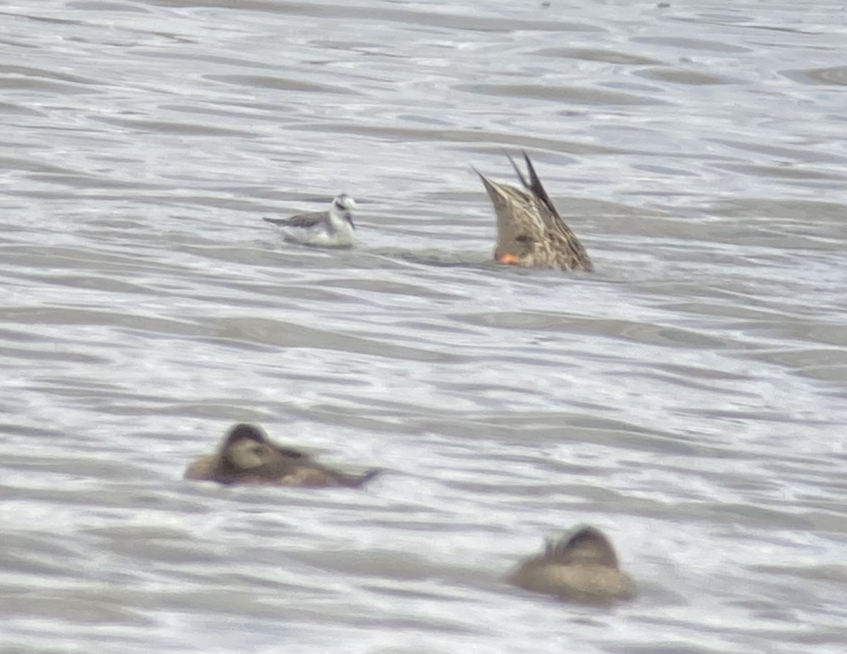 lyskonoh ploskozobý - ML632172930