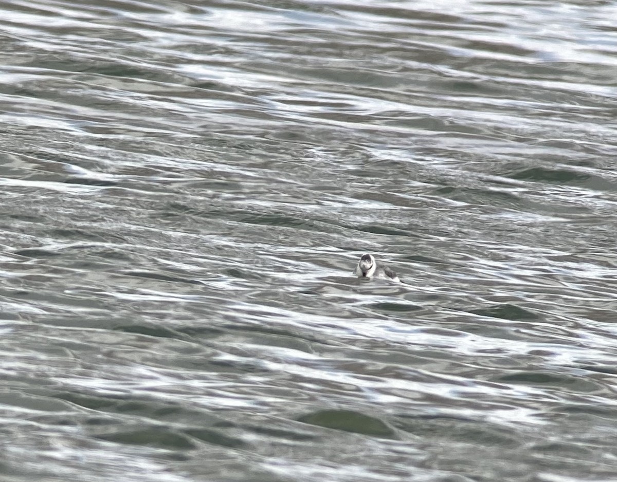 lyskonoh ploskozobý - ML632172931