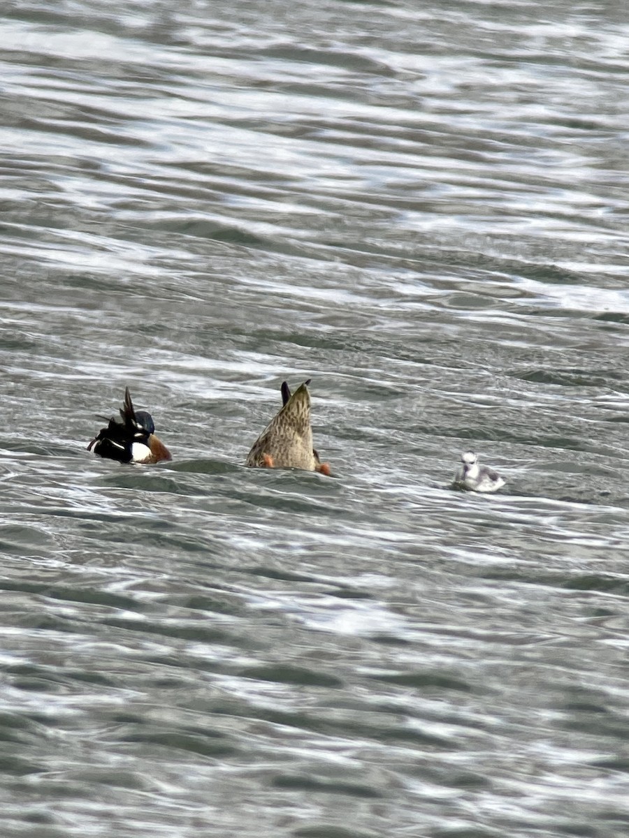 lyskonoh ploskozobý - ML632172932