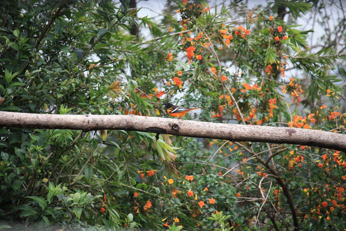 Baltimore Oriole - ML632172933