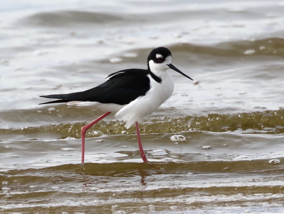 Black-necked Stilt - ML632173036