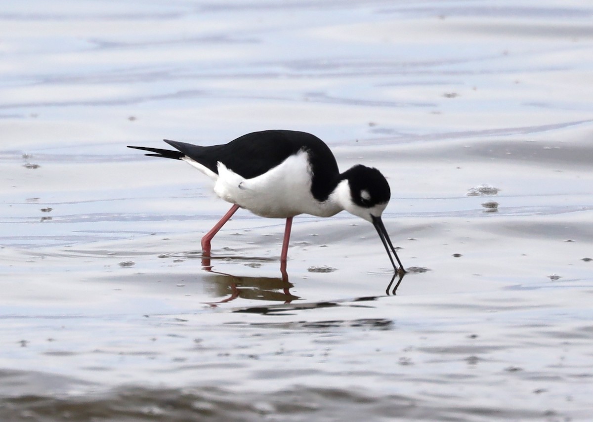 Black-necked Stilt - ML632173037
