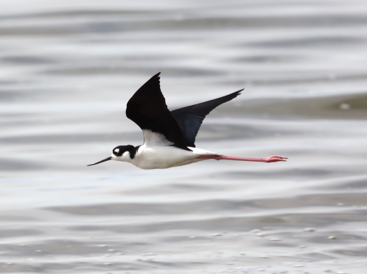 Black-necked Stilt - ML632173038