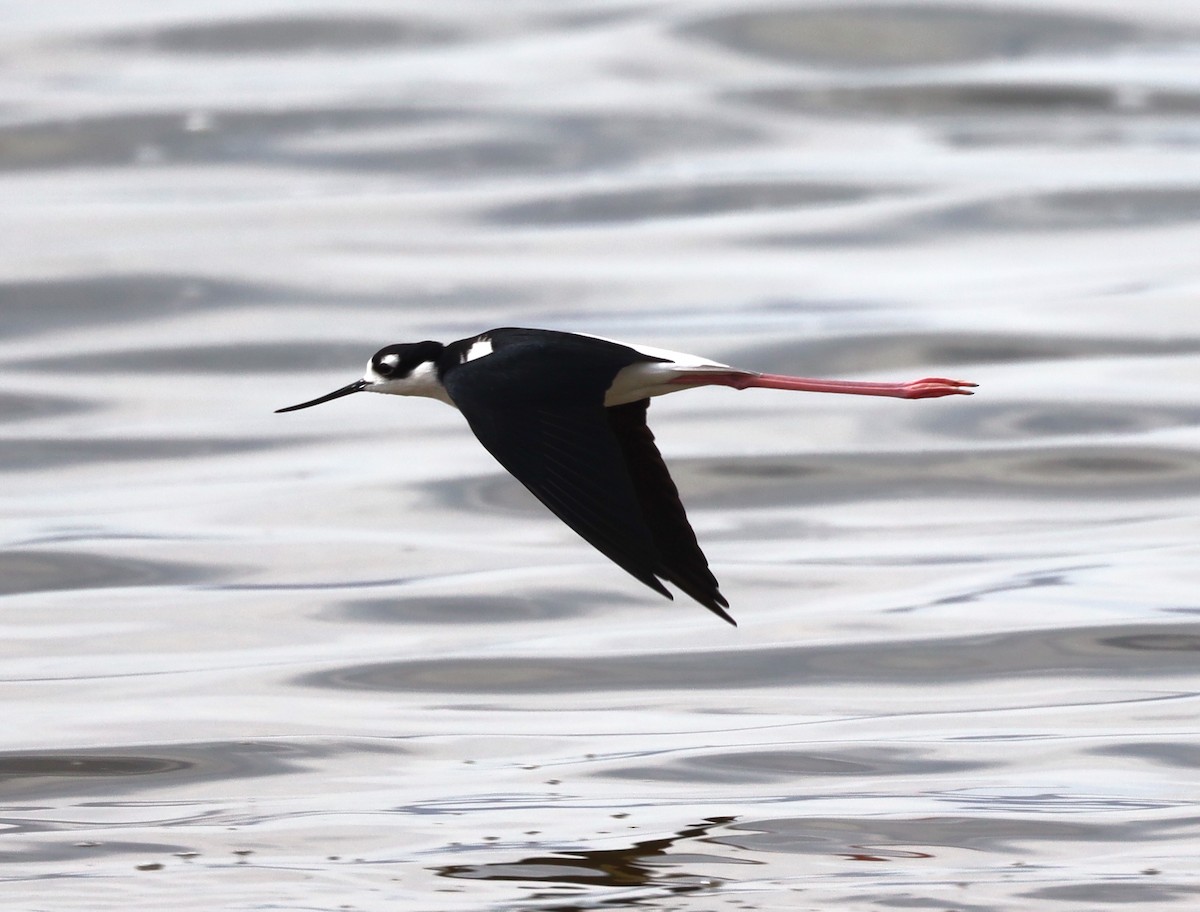 Black-necked Stilt - ML632173039