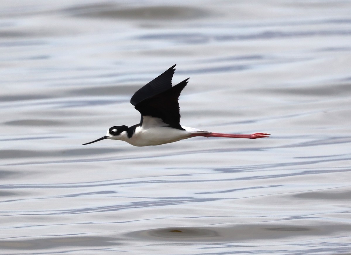 Black-necked Stilt - ML632173040