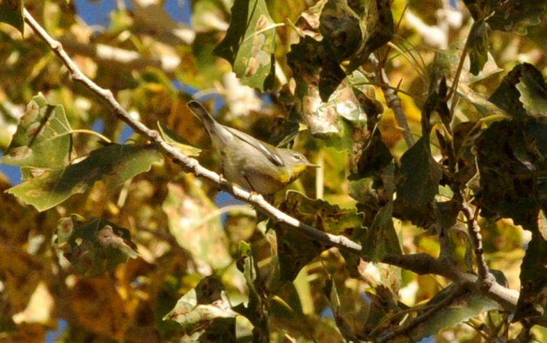Northern Parula - ML632173058