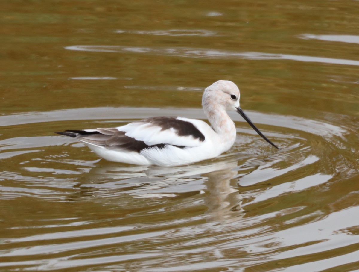 American Avocet - ML632173059